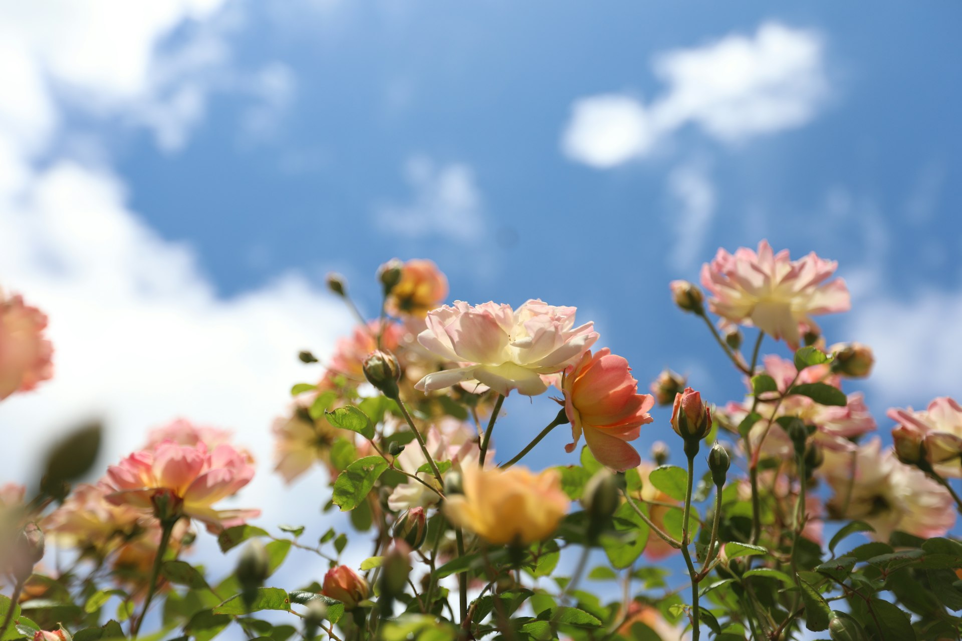 Pretty flowers bloom against a bright, cloudy sky.